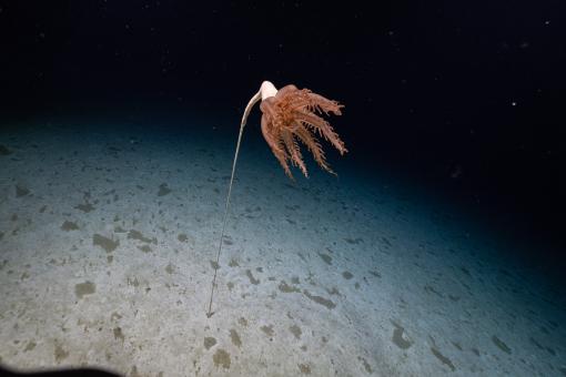 The first Pacific sighting of the six-foot-tall seapen Solumbellula