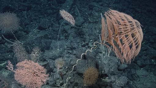 The expedition will visit deep ocean seamounts to gather data urgently needed to address the co-management and science needs of PMNM, including a better understanding of the patterns of species distributions and the formation and geologic history of ancient seamount chains. 
