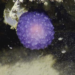 Purple orb creature