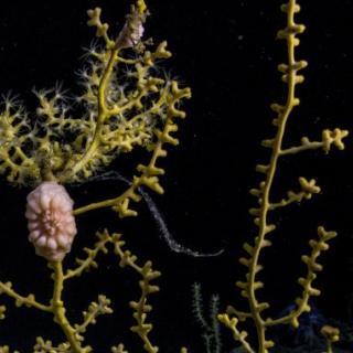 Coral and brittle star