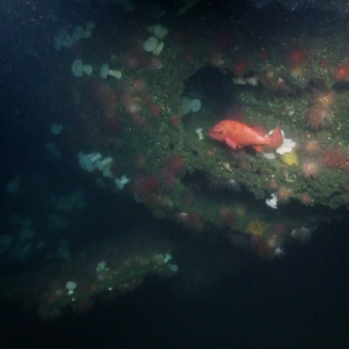 USS Burgara wreck