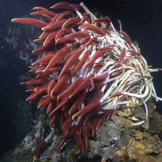 Red tube worms