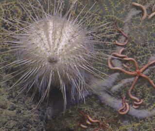 Sea Urchin and Brittle Stars on Coral