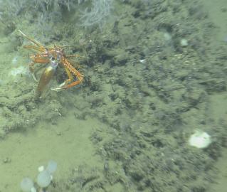 This squat lobster is trying to eat a squid