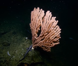 Pink coral
