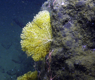 coral on rock