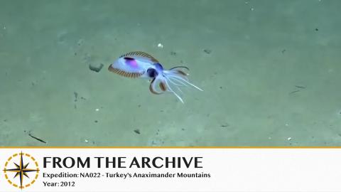 Thessaloniki Biology: Comb-Finned Squid - 2012 (Remastered!) 