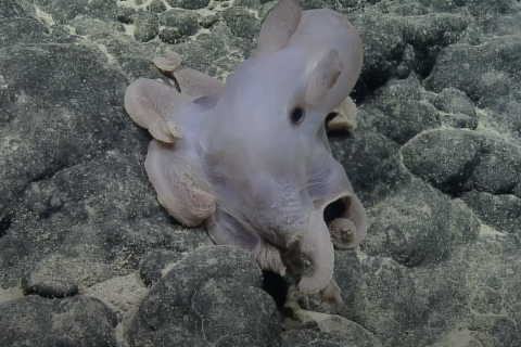 Take a peek into our dive along Unnamed Seamount D near the Chautauqua Seamounts and you’ll see a dumbo octopus, deepsea lizardfish, brightly colored corals, and bioluminescent comb jellies.