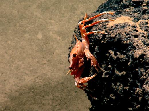 Reddish crab, clinging to black rocks underwater