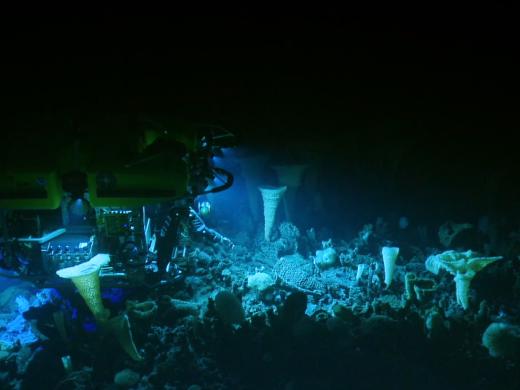 Hercules diving among sponges