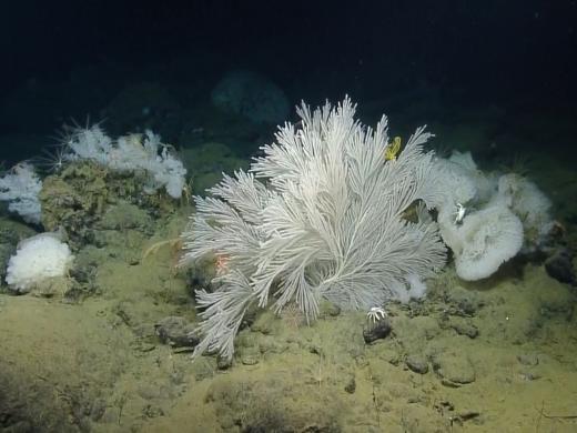 Coral and sponge survey
