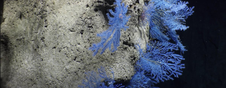 Ancient Seamounts of Jarvis Island