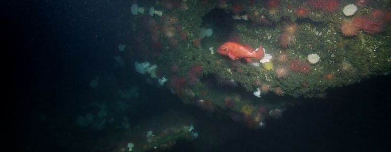 USS Burgara wreck