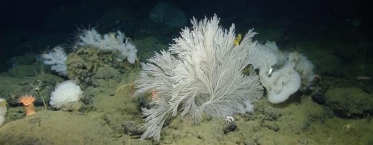 Coral and sponge survey