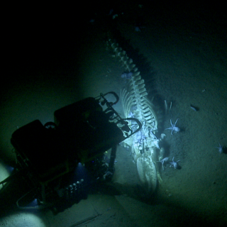Davidson Seamount whale fall