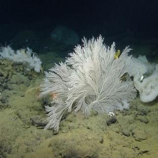 Coral and sponge survey